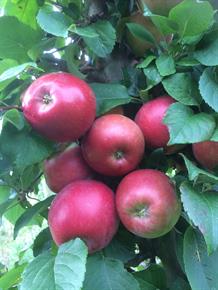 Æble "Aroma" Stambusk 12-14 cm